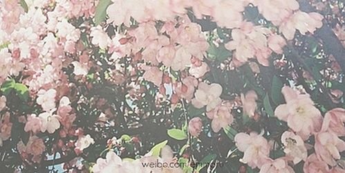 xjanineeee's profile banner image