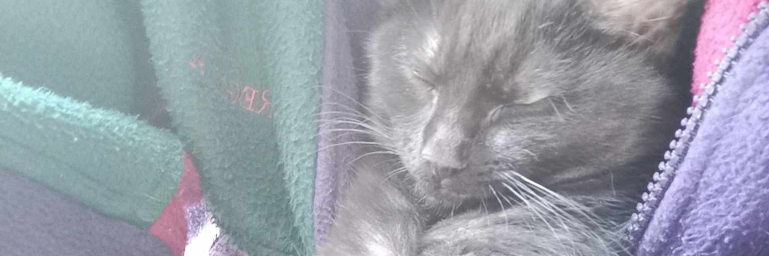 Lucile_MB's profile banner image