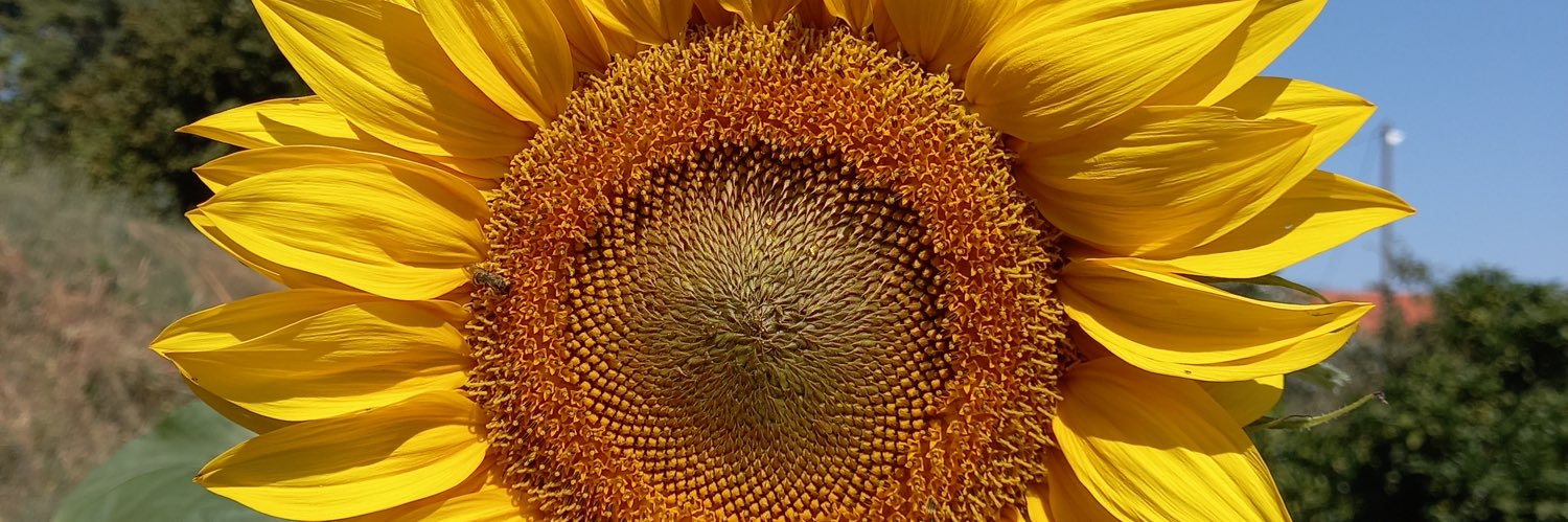 CarlosArroz's profile banner image