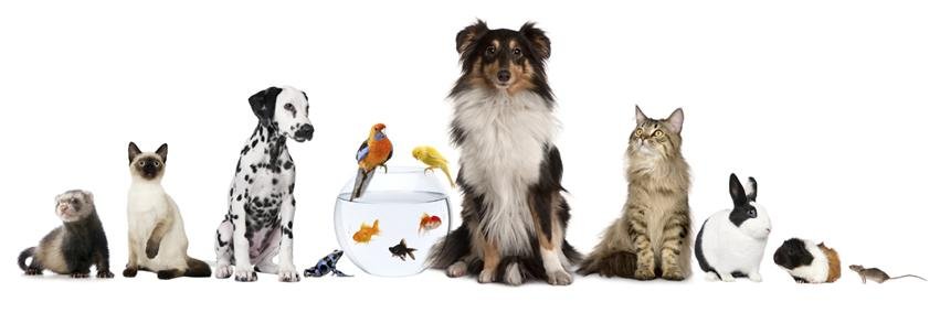 petandpool's profile banner image
