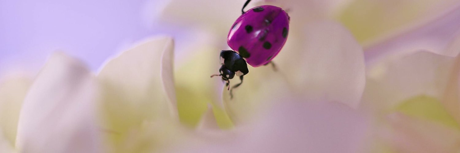 Inger Helene Venås banner