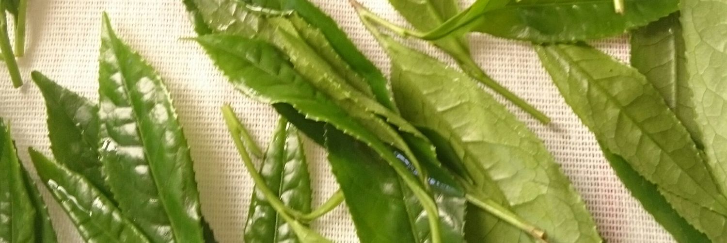 gloutonne's profile banner image