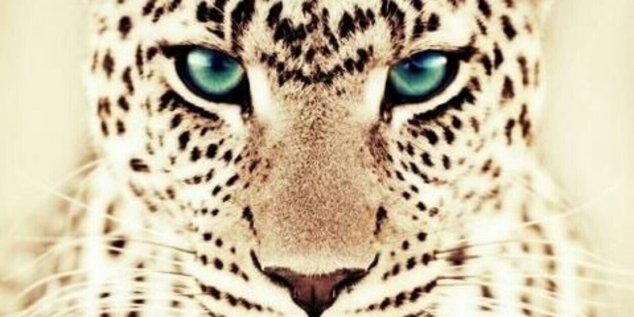 Pretti_Lorraine's profile banner image