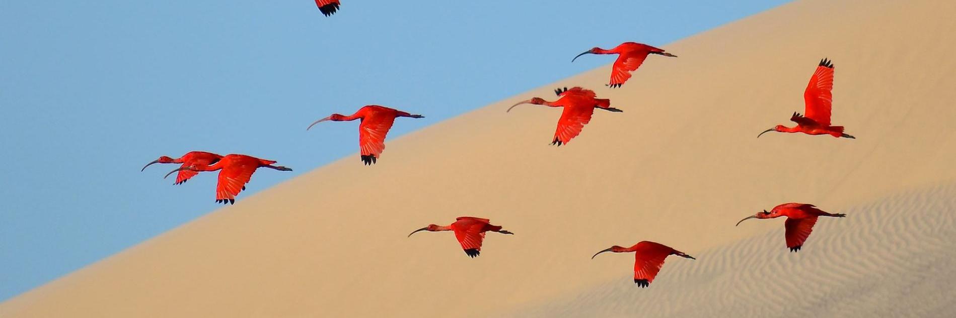 Kombada Mhopjeni banner