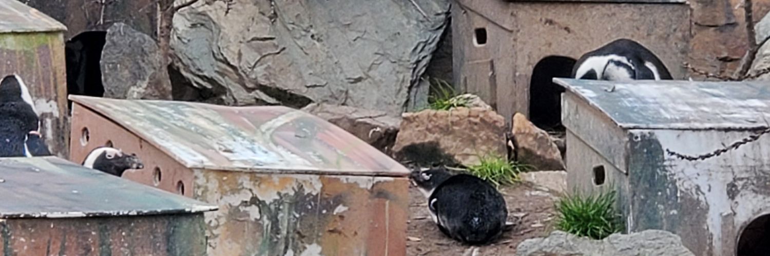 PenguEddie's profile banner image