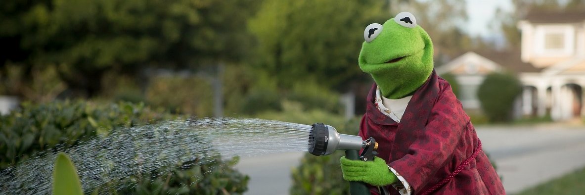 evie rose lane 🌹 banner