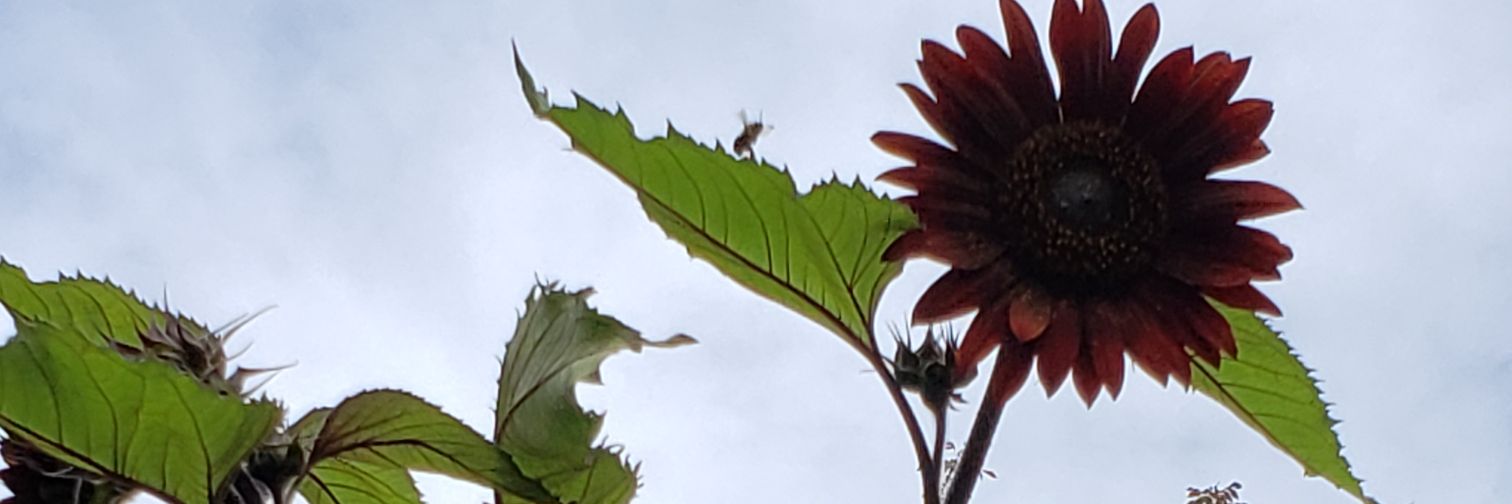 homegrownwell's profile banner image