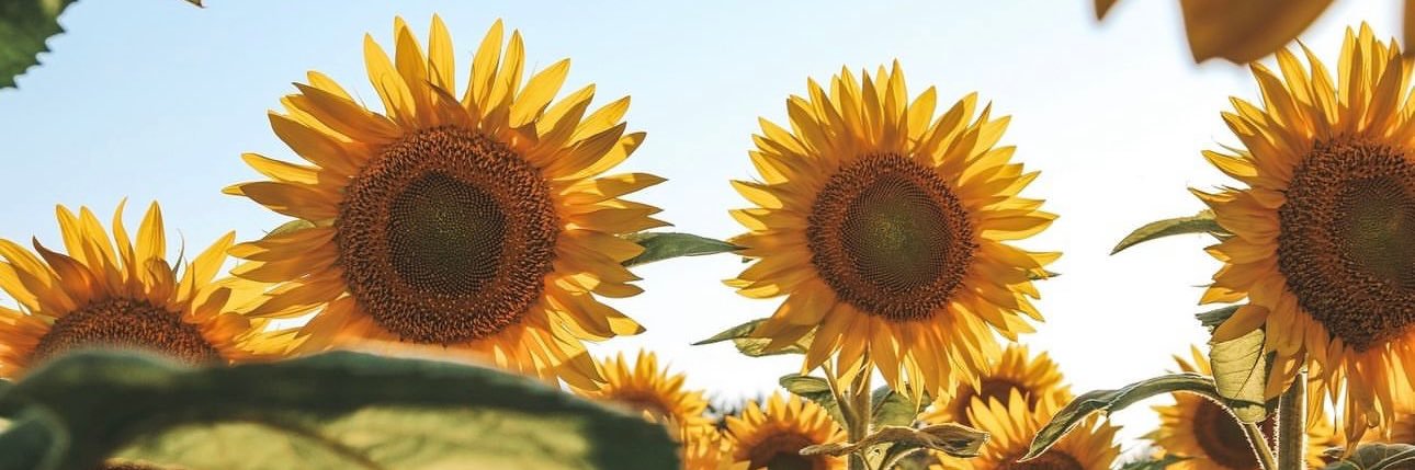 theegoldenstarr's profile banner image