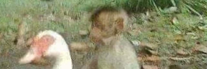 BBerullier's profile banner image