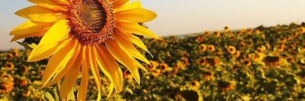 Ecletica1's profile banner image