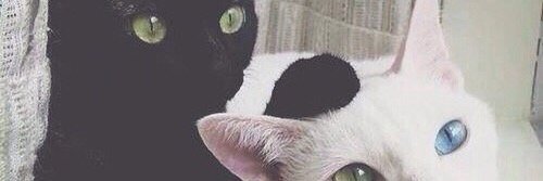 yourgodbitch's profile banner image