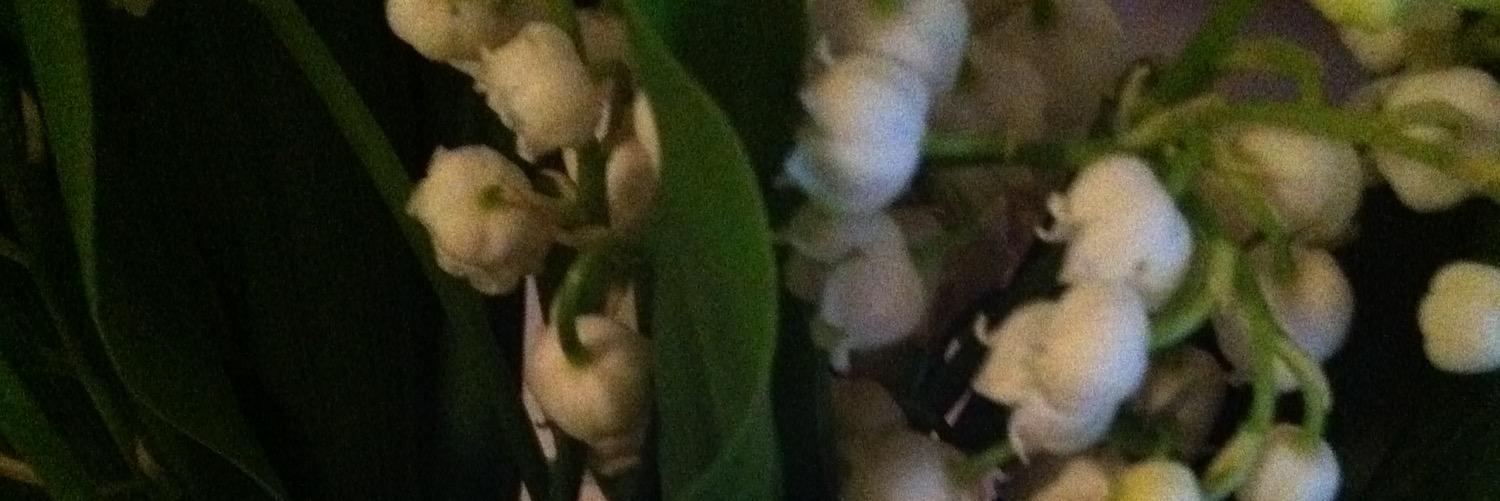 nataliespicyn's profile banner image