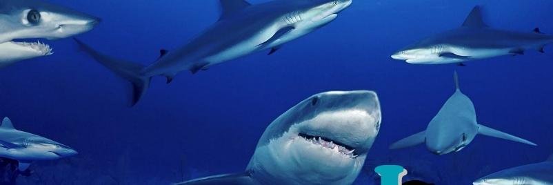 Laurel Creek Elem banner