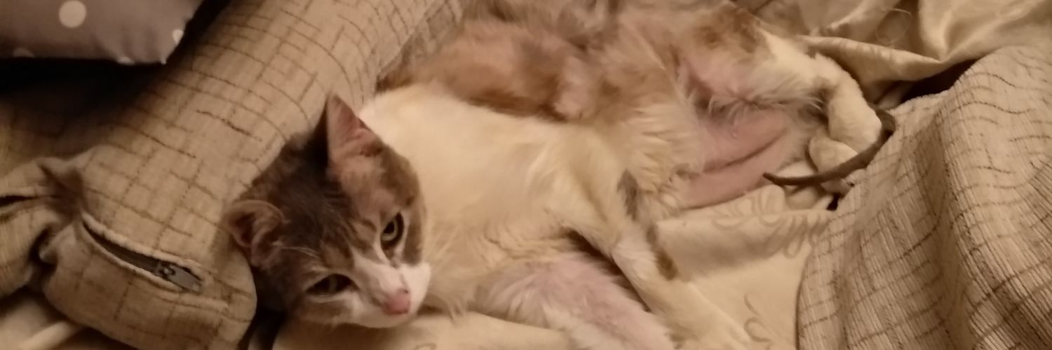_Noelle7_'s profile banner image