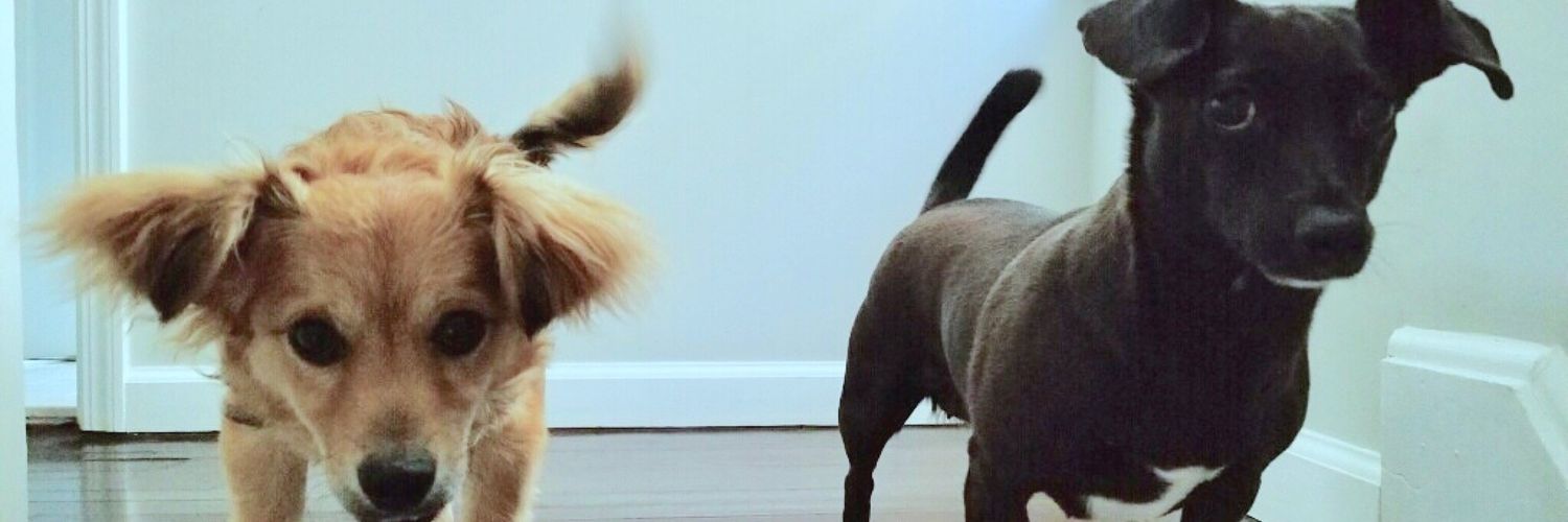 PepperLilScout's profile banner image