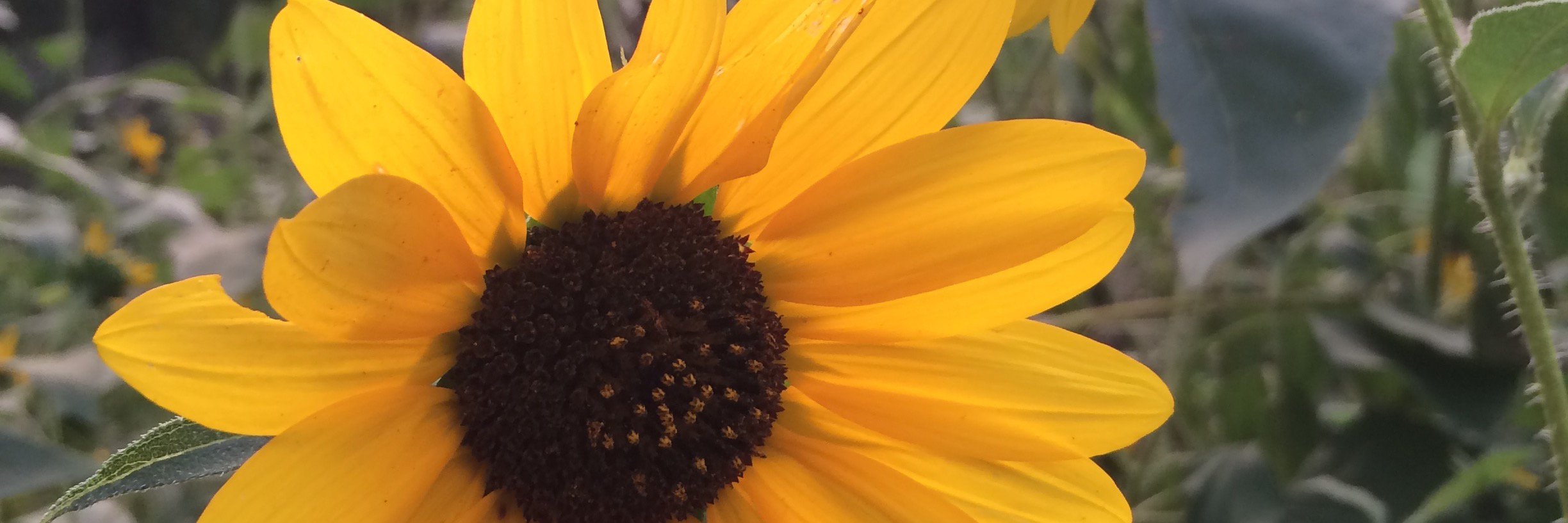 Christina Lewis banner