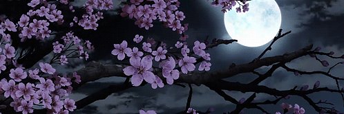 ssandycat's profile banner image