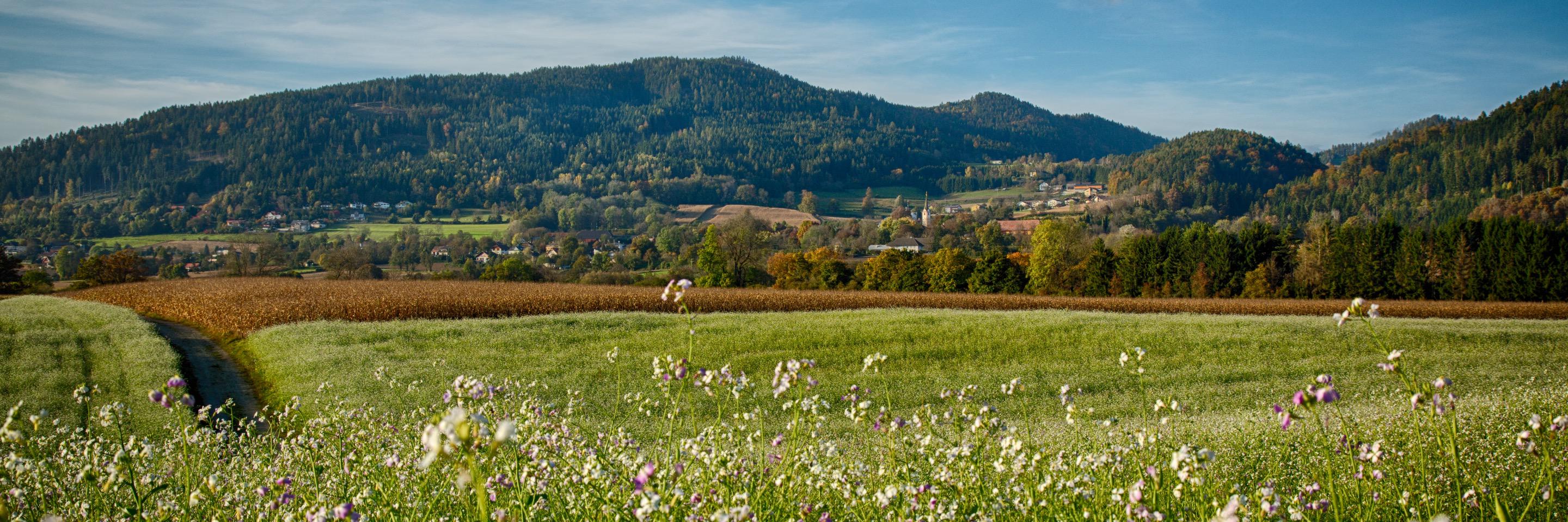 Scherwitzl's profile banner image