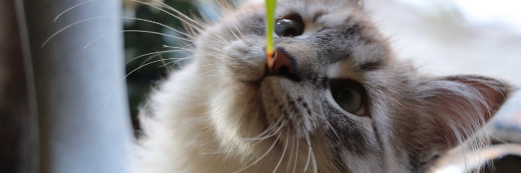 theNEWsav's profile banner image