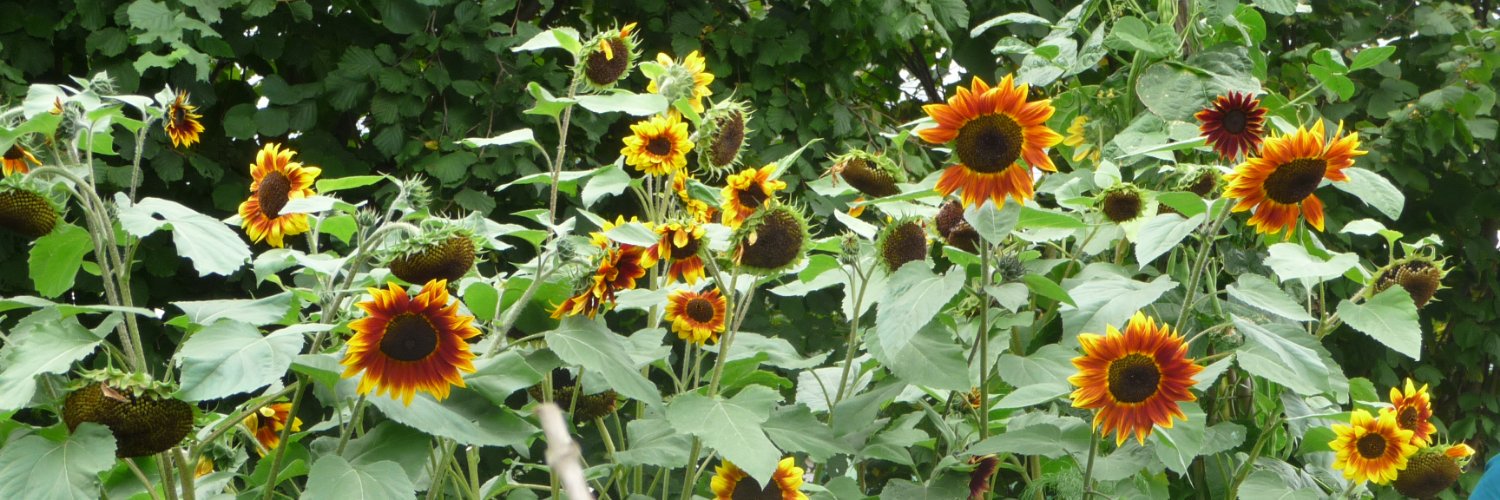 Greentarnie's profile banner image