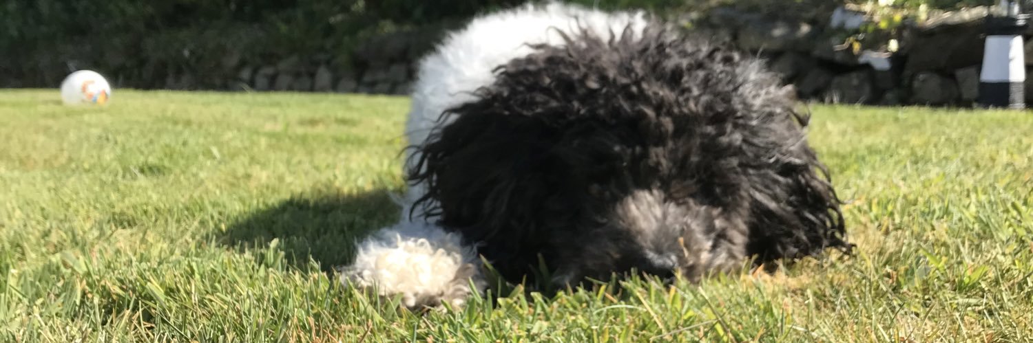 Bob Cavapoochon banner