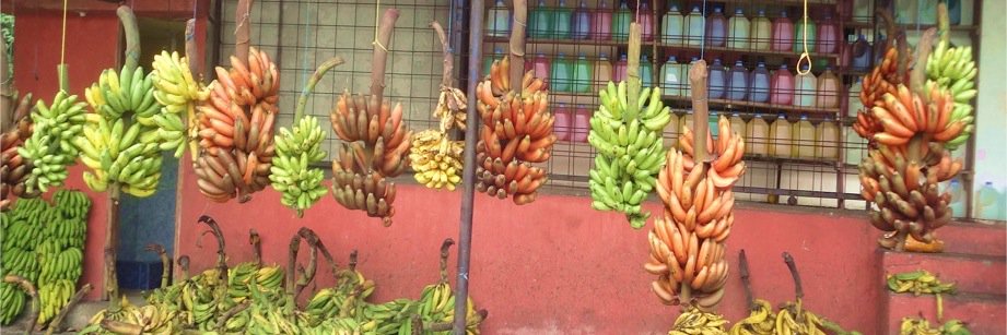 Freddy Magdama banner