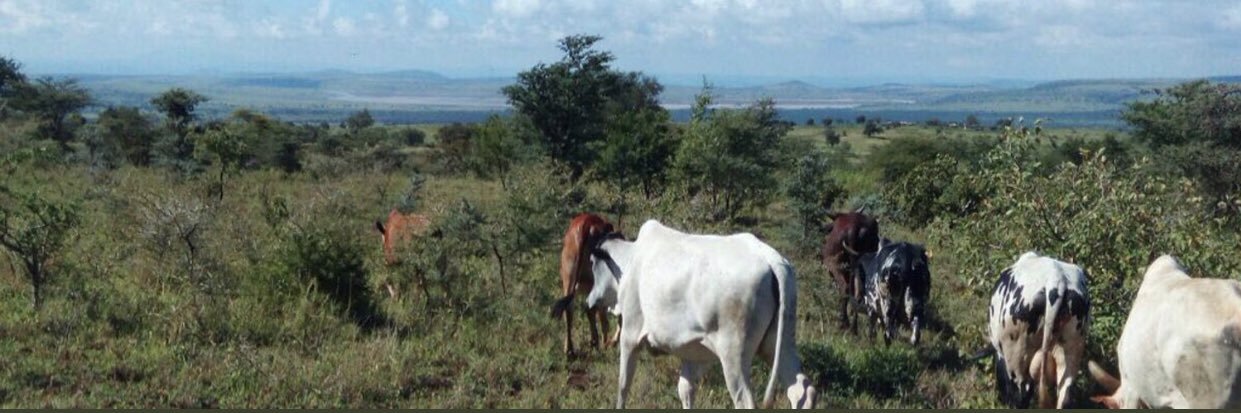 simonolemongi's profile banner image