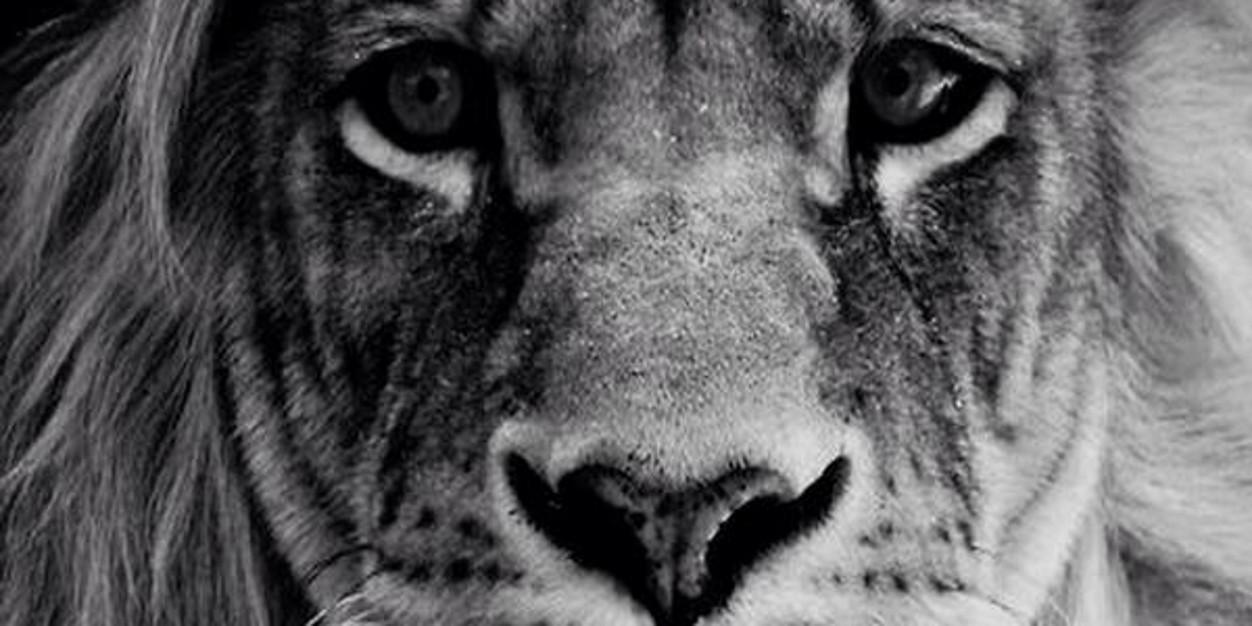Angelo_Vela2's profile banner image