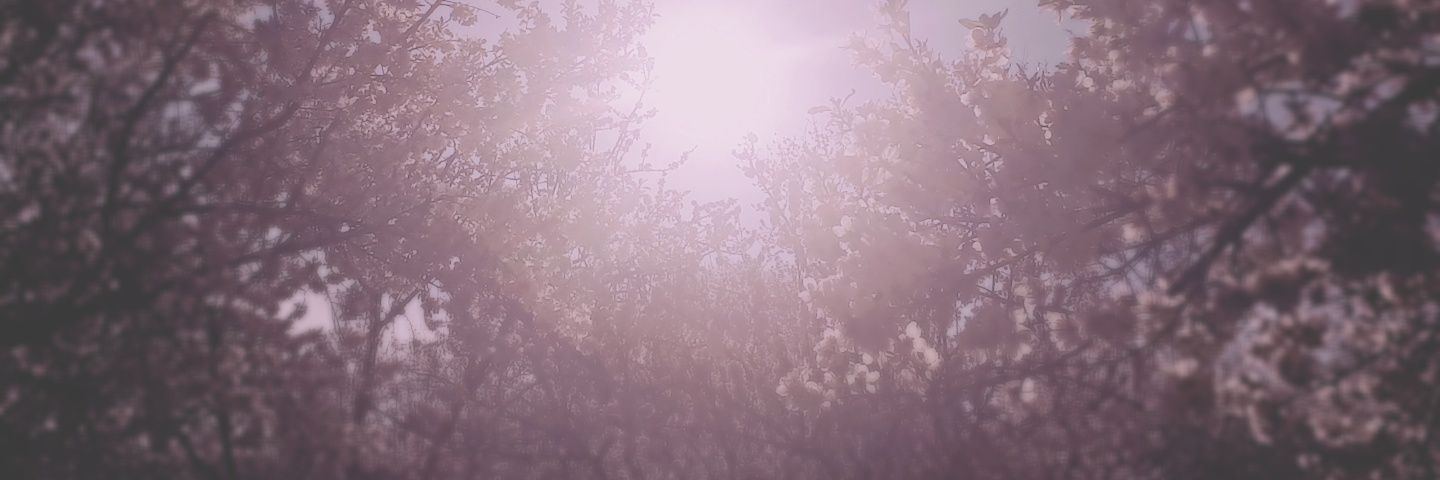 Kalmia_____'s profile banner image