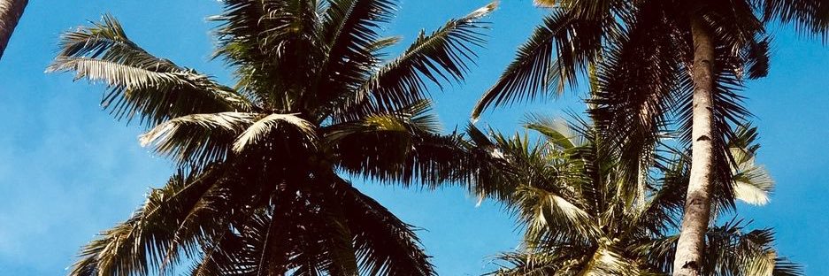 WaveyTrini's profile banner image