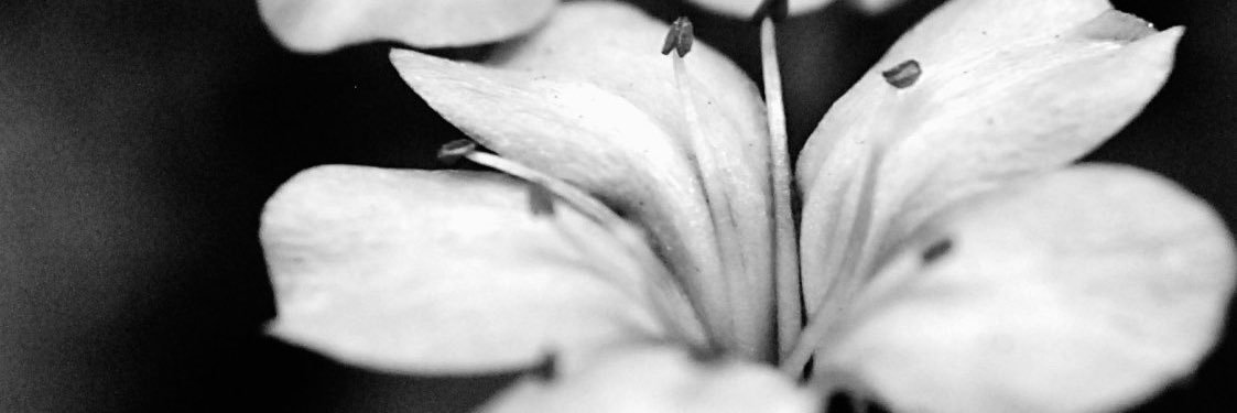 Yerger_burger's profile banner image