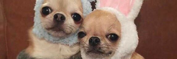 queziarocha98's profile banner image