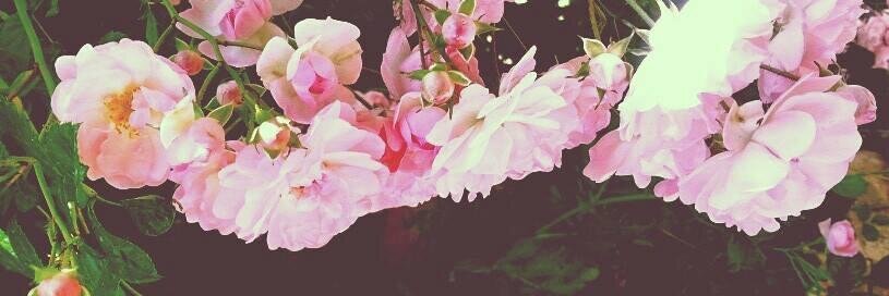 carmelanderson_'s profile banner image
