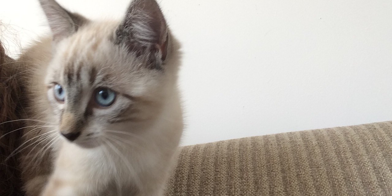 mousekit's profile banner image