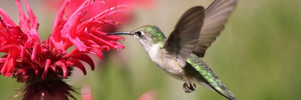 AlchemyMindwork Profile Banner