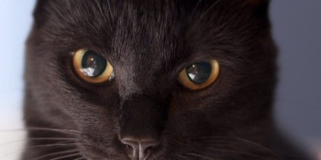 salemthekat's profile banner image