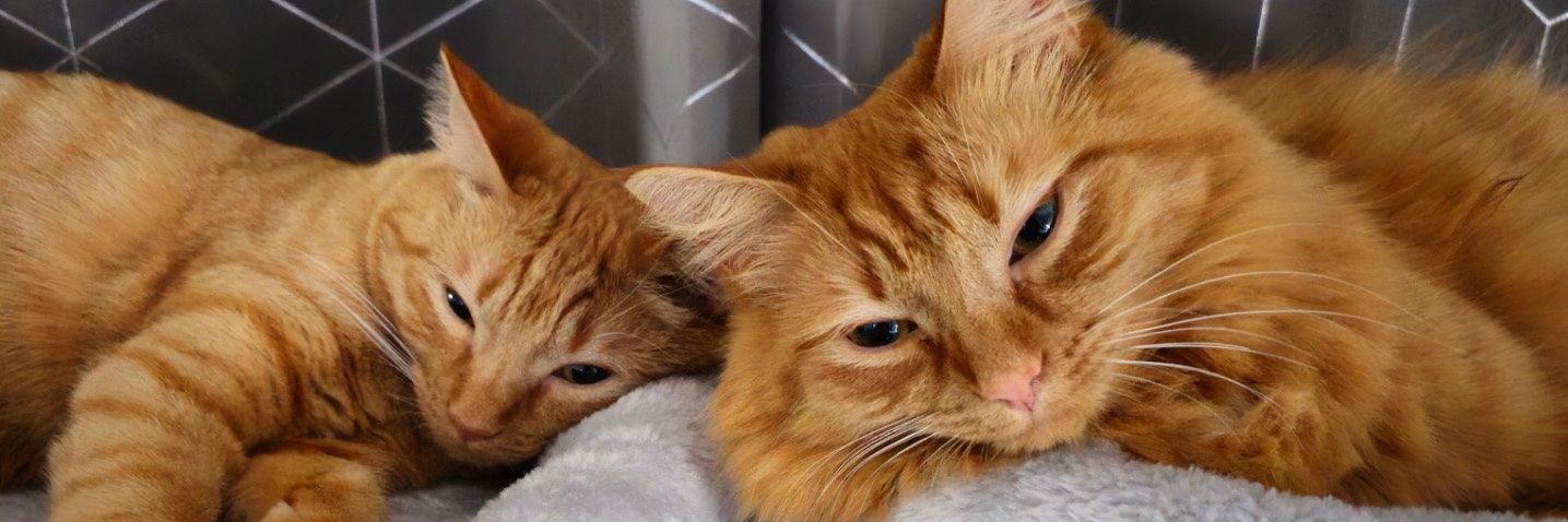 Annie Standing-Ngai banner