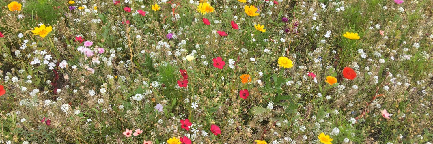 Charlotte Villiers banner