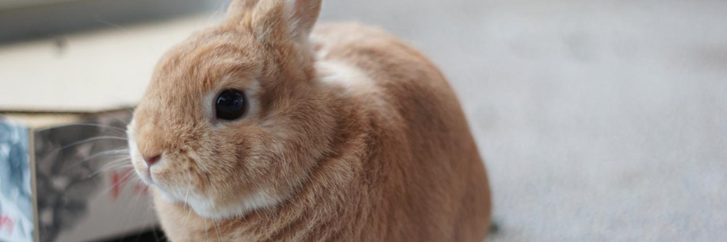 Avi 🐰🏳️‍🌈🏳️‍⚧️ banner