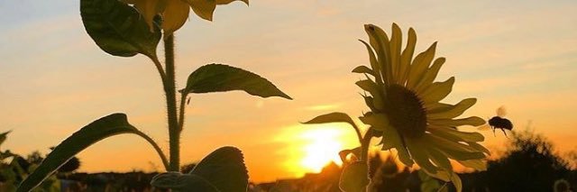 AnaCarlanutt's profile banner image