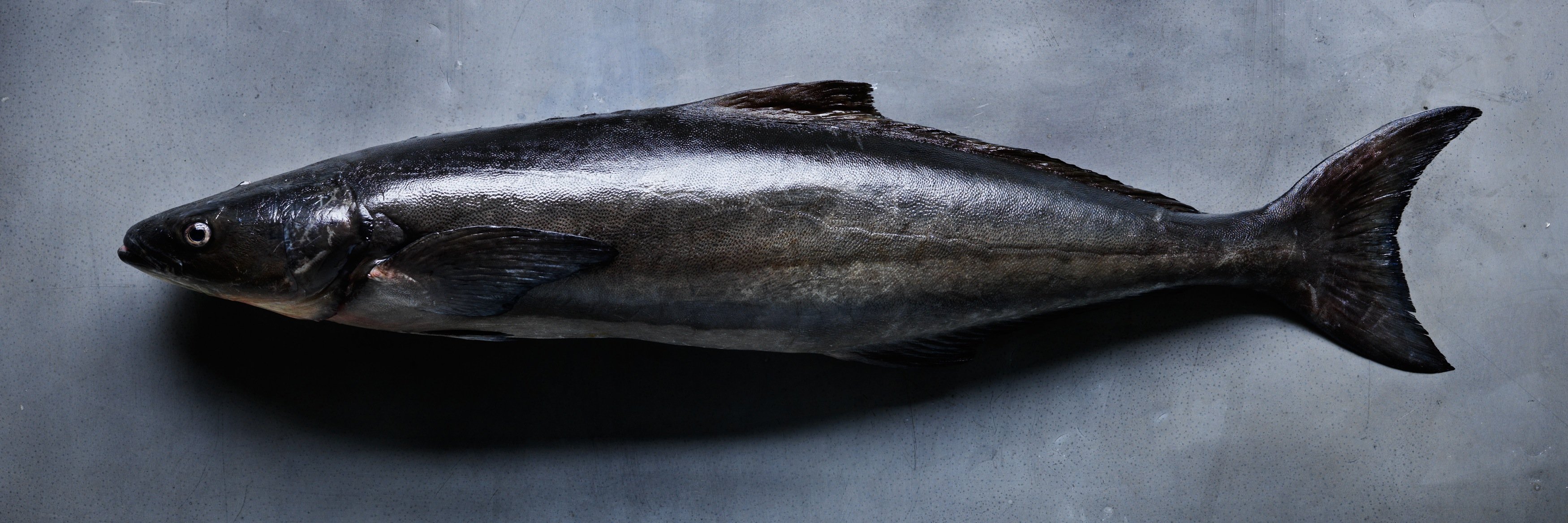 Pacific Reef Cobia banner