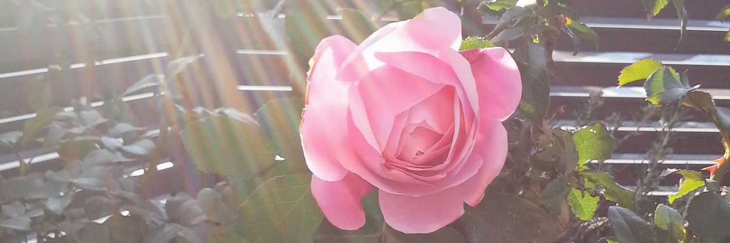cocoro3310's profile banner image