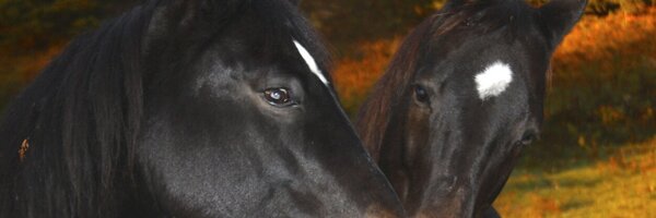 Sherry_Booth Profile Banner