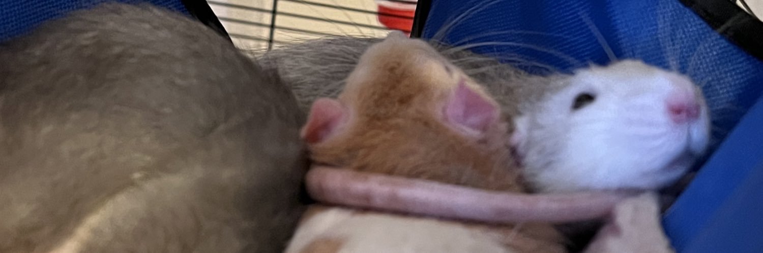 🧵🧵 banner