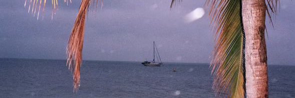 OLIVE banner