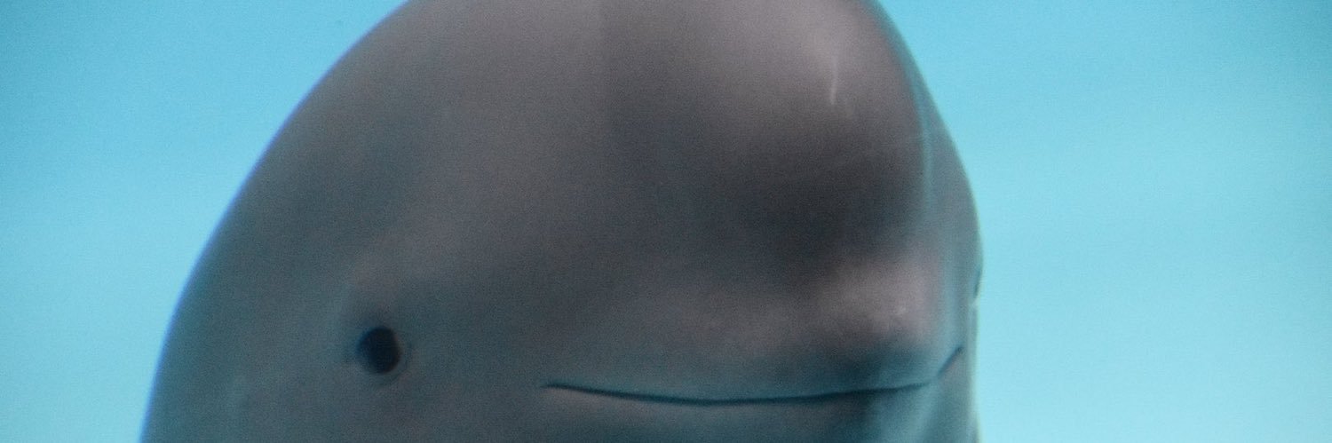 ryan_reil's profile banner image