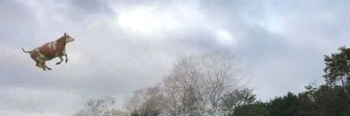 mieayam's profile banner image