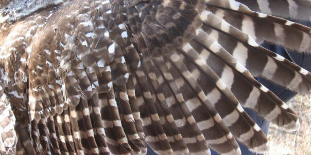 NorthernBirder's profile banner image