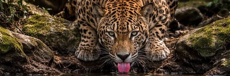 sobezinhaa's profile banner image