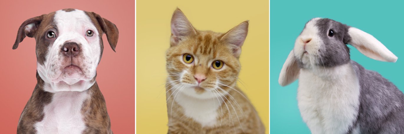 wcasanimals's profile banner image